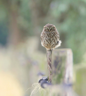 <i class='fa fa-user'></i> kruisje2000 |   Steenuil  <i class='fa fa-eye'> 282</i>  <i class='fa fa-thumbs-up'> 16</i>   <i class='fa fa-comment-o'> 11</i>