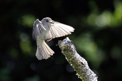 <i class='fa fa-user'></i> Gejo Wassink |   Grauwe Vliegenvanger  <i class='fa fa-eye'> 90</i>   <i class='fa fa-comment-o'> 15</i>