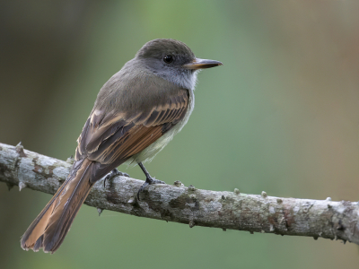 <i class='fa fa-user'></i> Paul van Giersbergen |   Oranjestaarttiran  <i class='fa fa-eye'> 122</i>  <i class='fa fa-thumbs-up'> 2</i>   <i class='fa fa-comment-o'> 2</i>