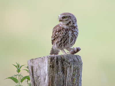 <i class='fa fa-user'></i> JJK |   Steenuil  <i class='fa fa-eye'> 363</i>  <i class='fa fa-thumbs-up'> 28</i>   <i class='fa fa-comment-o'> 12</i>