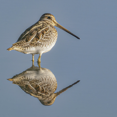 <i class='fa fa-user'></i> Fred |   Watersnip  <i class='fa fa-eye'> 288</i>  <i class='fa fa-thumbs-up'> 21</i>   <i class='fa fa-comment-o'> 5</i>