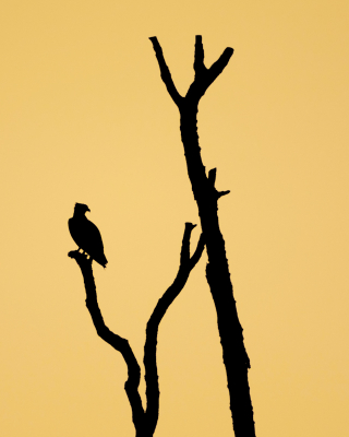 <i class='fa fa-user'></i> GeertN |   Visarend  <i class='fa fa-eye'> 90</i>  <i class='fa fa-thumbs-up'> 2</i>   <i class='fa fa-comment-o'> 18</i>