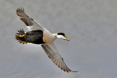 In veel baaien in IJsland families Eiders gezien. Nog maar net van het vliegveld liepen we bij Gardur naar de vuurtoren op de zuidwest punt van IJsland en vloog dit mannetje voorbij.