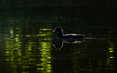 <i class='fa fa-user'></i> jacolienl |   Meerkoet  <i class='fa fa-eye'> 72</i>  <i class='fa fa-thumbs-up'> 2</i>   <i class='fa fa-comment-o'> 15</i>