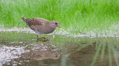<i class='fa fa-user'></i> Leo Tukker |   Porseleinhoen  <i class='fa fa-eye'> 327</i>  <i class='fa fa-thumbs-up'> 11</i>   <i class='fa fa-comment-o'> 7</i>