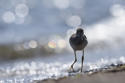 <i class='fa fa-user'></i> jan Luit |   Kleine Geelpootruiter  <i class='fa fa-eye'> 98</i>  <i class='fa fa-thumbs-up'> 3</i>   <i class='fa fa-comment-o'> 20</i>