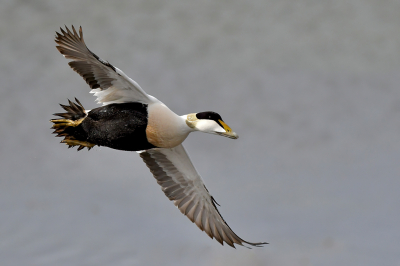 Op de zuidwest punt van IJsland, bij Gardur, bewaakt een karakteristiek rood gestreepte vuurtoren de kust. Hier veel eiders met jongen in hier aanwezige beschutte baaien. Deze mannetjes eider vloog voor de vuurtoren langs in de vroege ochtend. We waren net een uur geland en een beetje aan het wennen aan het noordelijke licht.

Meer via https://www.jaapvuijk.nl/duurzaam-dons/