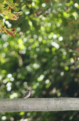 <i class='fa fa-user'></i> rixte |   Grauwe Vliegenvanger  <i class='fa fa-eye'> 92</i>   <i class='fa fa-comment-o'> 15</i>