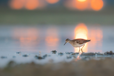 <i class='fa fa-user'></i> GerardvanDam |   Bosruiter  <i class='fa fa-eye'> 106</i>  <i class='fa fa-thumbs-up'> 5</i>   <i class='fa fa-comment-o'> 19</i>