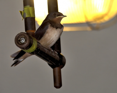 <i class='fa fa-user'></i> RTL |   Boerenzwaluw  <i class='fa fa-eye'> 84</i>   <i class='fa fa-comment-o'> 18</i>