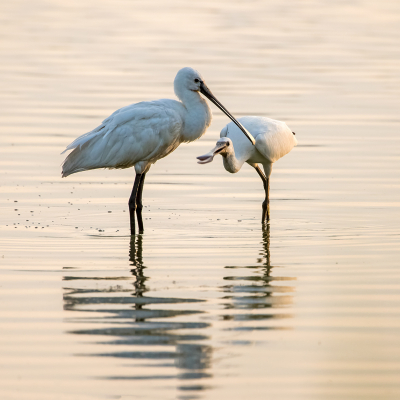 <i class='fa fa-user'></i> Erna Koelman |   Lepelaar  <i class='fa fa-eye'> 83</i>   <i class='fa fa-comment-o'> 18</i>