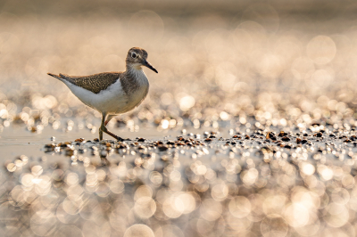 <i class='fa fa-user'></i> Vincent Vuik |   Oeverloper  <i class='fa fa-eye'> 163</i>  <i class='fa fa-thumbs-up'> 11</i>   <i class='fa fa-comment-o'> 19</i>