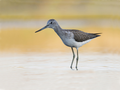 <i class='fa fa-user'></i> Robert Westerhof |   Groenpootruiter  <i class='fa fa-eye'> 279</i>  <i class='fa fa-thumbs-up'> 14</i>   <i class='fa fa-comment-o'> 7</i>