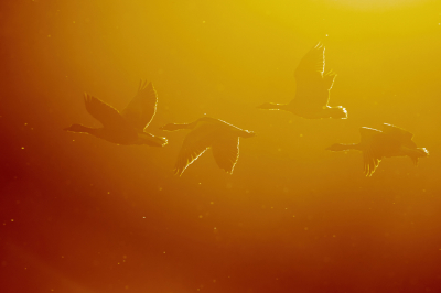 <i class='fa fa-user'></i> Alex Roetemeijer |   Grauwe Gans  <i class='fa fa-eye'> 158</i>  <i class='fa fa-thumbs-up'> 10</i>   <i class='fa fa-comment-o'> 20</i>