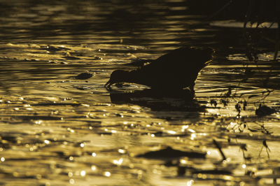 <i class='fa fa-user'></i> Ruud Scherpenisse |   Waterhoen  <i class='fa fa-eye'> 72</i>   <i class='fa fa-comment-o'> 17</i>