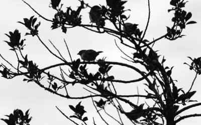 <i class='fa fa-user'></i> hansgans |   Huismus  <i class='fa fa-eye'> 70</i>   <i class='fa fa-comment-o'> 16</i>