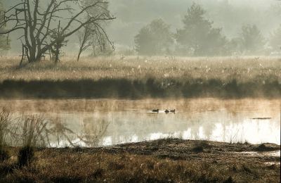 <i class='fa fa-user'></i> nelappelmelk |   Wilde Eend  <i class='fa fa-eye'> 83</i>  <i class='fa fa-thumbs-up'> 3</i>   <i class='fa fa-comment-o'> 17</i>