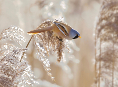 <i class='fa fa-user'></i> jeb |   Baardman  <i class='fa fa-eye'> 113</i>  <i class='fa fa-thumbs-up'> 3</i>   <i class='fa fa-comment-o'> 17</i>