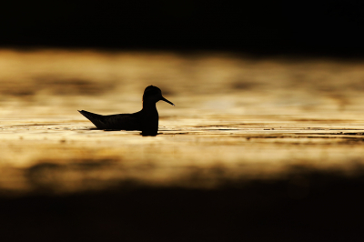 <i class='fa fa-user'></i> thijsglastra |   Grauwe Franjepoot  <i class='fa fa-eye'> 135</i>  <i class='fa fa-thumbs-up'> 6</i>   <i class='fa fa-comment-o'> 17</i>