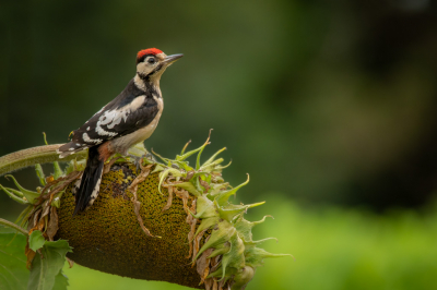 Begin van het jaar zonnebloemen gepoot om vogels naar de tuin te lokken. Dagelijks is het druk met vooral Groenlingen en koolmeesjes. Een enkel keer komt ook de specht even langs.