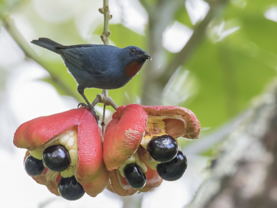 <i class='fa fa-user'></i> Paul van Giersbergen |   Jamaicaanse Suikervogel  <i class='fa fa-eye'> 148</i>  <i class='fa fa-thumbs-up'> 3</i>   <i class='fa fa-comment-o'> 2</i>