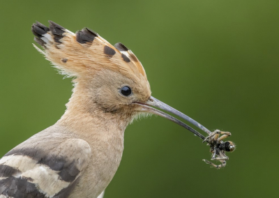 meestal bracht deze hop veenmollen naar het nest maar ook een spin lusten de jongen wel