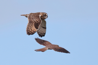 En dan opeens kom je er weer een tegen, een velduil.
Deze velduil werd opgejaagd door een torenvalk maar veel trok ie zich daar niet van aan.
Miss was de torenvalk ook wel nieuwsgierig en wilde deze vreemde vogel van dichtbij bekijken.
iig weer blij met deze waarneming.