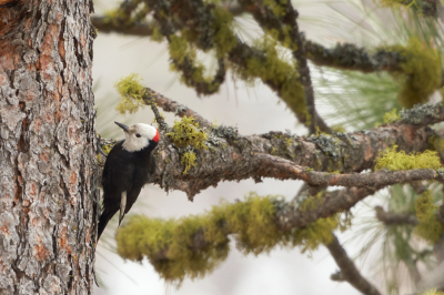 <i class='fa fa-user'></i> Martjan Lammertink |   Witkopspecht  <i class='fa fa-eye'> 174</i>   <i class='fa fa-comment-o'> 6</i>