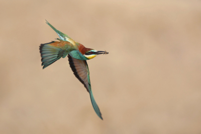 <i class='fa fa-user'></i> Frank Kremer |   Bijeneter  <i class='fa fa-eye'> 299</i>  <i class='fa fa-thumbs-up'> 16</i>   <i class='fa fa-comment-o'> 3</i>