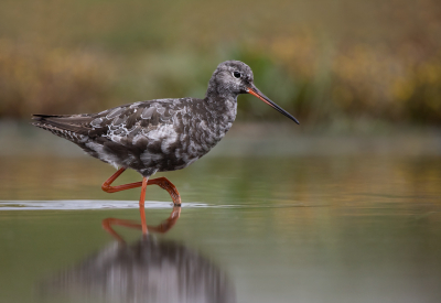 <i class='fa fa-user'></i> keesvanderklauw |   Zwarte Ruiter  <i class='fa fa-eye'> 284</i>  <i class='fa fa-thumbs-up'> 16</i>   <i class='fa fa-comment-o'> 12</i>