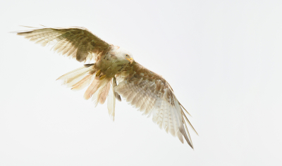 <i class='fa fa-user'></i> Eric Gibcus |   Rode Wouw  <i class='fa fa-eye'> 282</i>  <i class='fa fa-thumbs-up'> 7</i>   <i class='fa fa-comment-o'> 7</i>