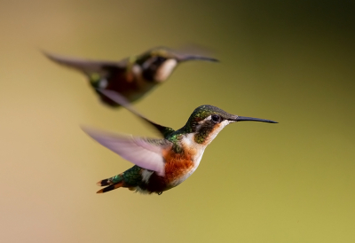 <i class='fa fa-user'></i> charlysax |   Witbuikboself  <i class='fa fa-eye'> 197</i>  <i class='fa fa-thumbs-up'> 19</i>   <i class='fa fa-comment-o'> 9</i>