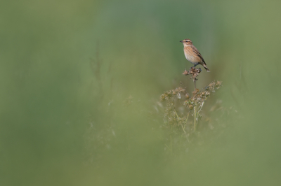 <i class='fa fa-user'></i> Hans Overduin |   Paapje  <i class='fa fa-eye'> 270</i>  <i class='fa fa-thumbs-up'> 22</i>   <i class='fa fa-comment-o'> 12</i>