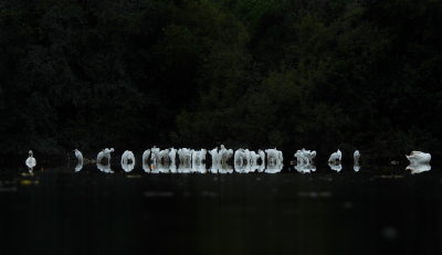 <i class='fa fa-user'></i> sieb |   Grote Zilverreiger  <i class='fa fa-eye'> 460</i>  <i class='fa fa-thumbs-up'> 36</i>   <i class='fa fa-comment-o'> 14</i>