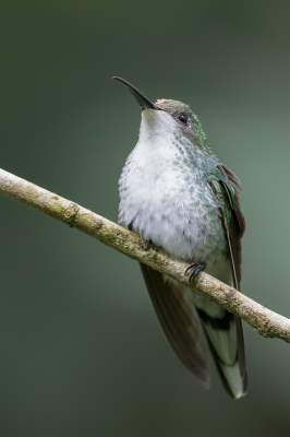 <i class='fa fa-user'></i> Paul van Giersbergen |   Oostelijke Wimpelstaartkolibrie  <i class='fa fa-eye'> 91</i>   <i class='fa fa-comment-o'> 0</i>