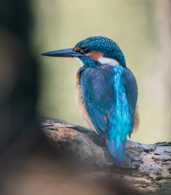 Ik had precies een doorkijkje om deze IJsvogel op de foto te zetten.