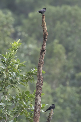 <i class='fa fa-user'></i> Paul van Giersbergen |   Jamaicaanse Kraai  <i class='fa fa-eye'> 136</i>   <i class='fa fa-comment-o'> 1</i>