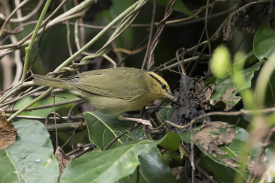 <i class='fa fa-user'></i> Paul van Giersbergen |   Streepkopzanger  <i class='fa fa-eye'> 111</i>  <i class='fa fa-thumbs-up'> 1</i>   <i class='fa fa-comment-o'> 0</i>