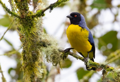 <i class='fa fa-user'></i> charlysax |   Blauwrugbergtangare  <i class='fa fa-eye'> 121</i>  <i class='fa fa-thumbs-up'> 4</i>   <i class='fa fa-comment-o'> 2</i>