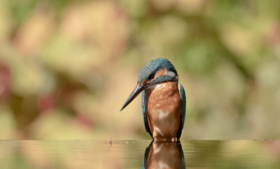 Het blijft leuk om een ijsvogeltje te kunnen fotograferen en het is natuurlijk bijzonder dat zo'n vogeltje steeds op dezelfde locatie te vinden is