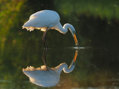<i class='fa fa-user'></i> corvanspijk |   Grote Zilverreiger  <i class='fa fa-eye'> 231</i>  <i class='fa fa-thumbs-up'> 13</i>   <i class='fa fa-comment-o'> 4</i>
