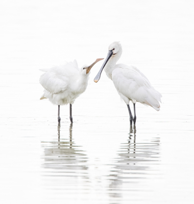 <i class='fa fa-user'></i> Erna Koelman |   Lepelaar  <i class='fa fa-eye'> 434</i>  <i class='fa fa-thumbs-up'> 21</i>   <i class='fa fa-comment-o'> 11</i>