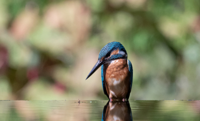 Het blijft leuk om een ijsvogeltje te kunnen fotograferen en het is natuurlijk bijzonder dat zo'n vogeltje steeds op dezelfde locatie te vinden is