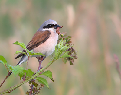 <i class='fa fa-user'></i> Alfred Berkhof |   Grauwe Klauwier  <i class='fa fa-eye'> 251</i>  <i class='fa fa-thumbs-up'> 6</i>   <i class='fa fa-comment-o'> 3</i>