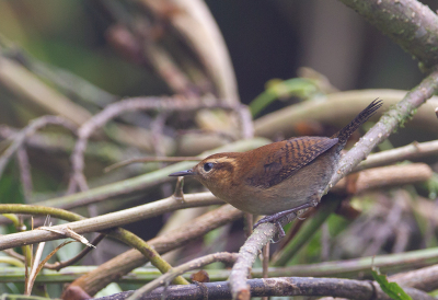 <i class='fa fa-user'></i> charlysax |   Bergwinterkoning  <i class='fa fa-eye'> 119</i>  <i class='fa fa-thumbs-up'> 1</i>   <i class='fa fa-comment-o'> 0</i>