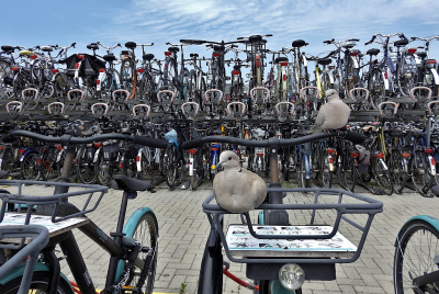 <i class='fa fa-user'></i> sieb |   Turkse Tortel  <i class='fa fa-eye'> 365</i>  <i class='fa fa-thumbs-up'> 21</i>   <i class='fa fa-comment-o'> 15</i>