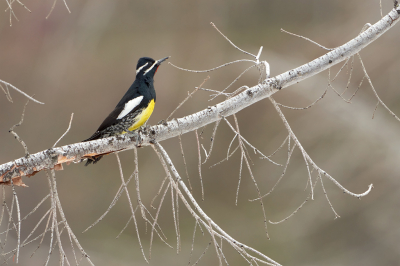 <i class='fa fa-user'></i> Martjan Lammertink |   Bergsapspecht  <i class='fa fa-eye'> 141</i>  <i class='fa fa-thumbs-up'> 6</i>   <i class='fa fa-comment-o'> 6</i>