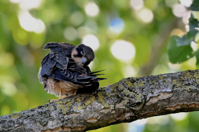 Juveniele boomvalk, zijn naam eer aandoend, poetsend hoog in een populier.
Uit de hand gefotografeerd.

https://www.jaapvuijk.nl/op-een-libellendieet-de-sahara-over/