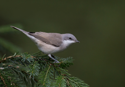 <i class='fa fa-user'></i> keesvanderklauw |   Braamsluiper  <i class='fa fa-eye'> 296</i>  <i class='fa fa-thumbs-up'> 17</i>   <i class='fa fa-comment-o'> 9</i>