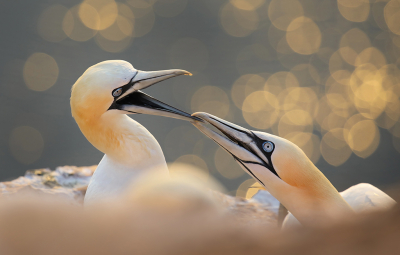 <i class='fa fa-user'></i> thijsglastra |   Jan-van-gent  <i class='fa fa-eye'> 364</i>  <i class='fa fa-thumbs-up'> 31</i>   <i class='fa fa-comment-o'> 14</i>